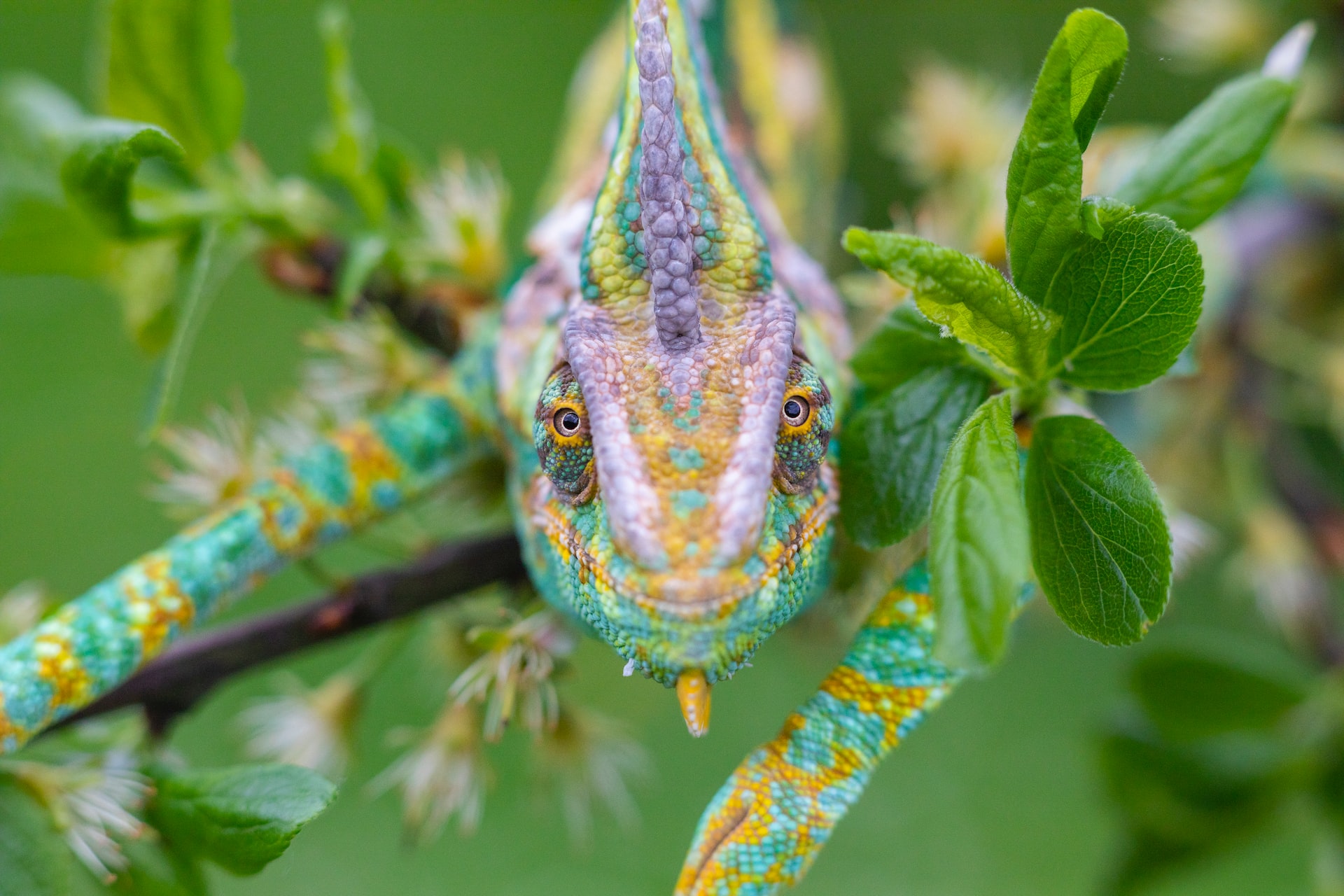 green and blue dragon on tree branch